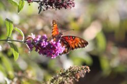 passion-butterfly-142