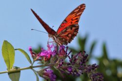 passion-butterfly-186