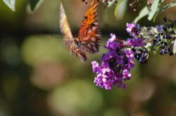 passion-butterfly-2205