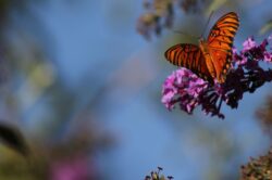 passion-butterfly-2222