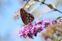 passion-butterfly-2228