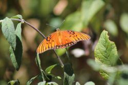 passion-butterfly-28