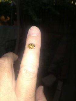 ladybug-1