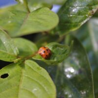 Ladybug