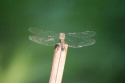 dragonfly-1