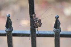 dragonfly-123