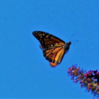 Monarch Butterfly