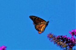 monarch-butterfly-3090