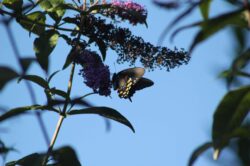 pacific-butterfly-198