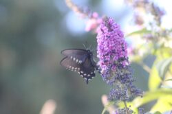 pacific-butterfly-215