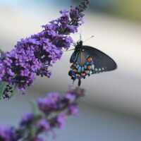 Pacific Butterfly