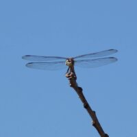 Dragonfly 21