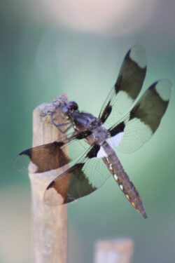 dragonfly-599