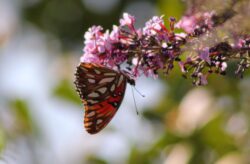 Passion-Butterfly-110