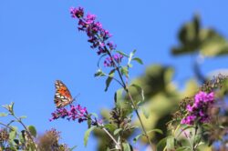 passion-butterfly-1752