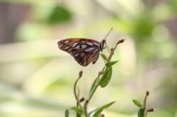 passion-butterfly-2491