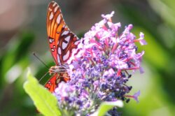 passion-butterfly-2516