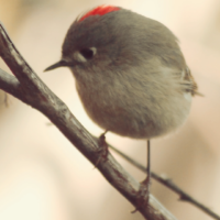 Ruby crowned Kinglet