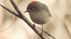 kinglet-1-2