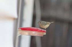 kinglet-14