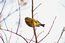 kinglet-2