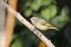 kinglet-3