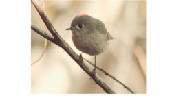 kinglet-4-4