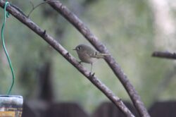 ruby-crowned-kinglet-15