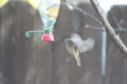 ruby-crowned-kinglet-3