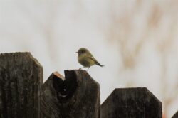 ruby-crowned-kinglet-4-