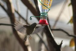 ruby-crowned-kinglet-4-5