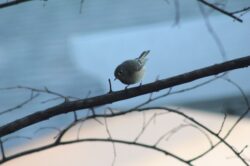 ruby-crowned-kinglet-7