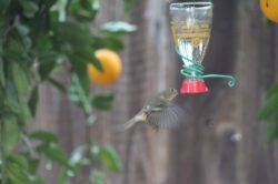ruby-crowned-kinglet-8