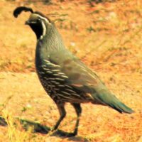 Quail-Pheasant-Allies