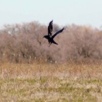 Common Raven