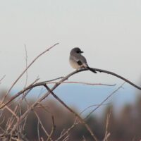 Northern Shrike