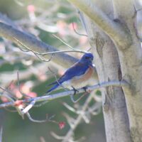 Western Bluebird