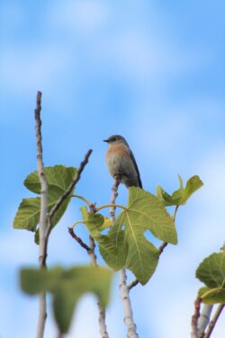 bluebird-56