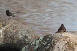 black-phoebe-193