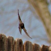 Black Phoebe 13