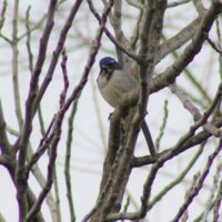 California Scrub Jay 22