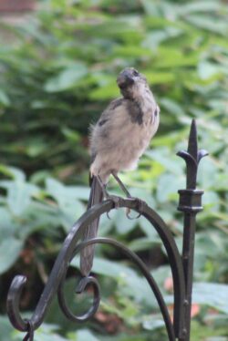 california-scrub-jay-63