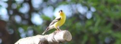 american-goldfinch-1