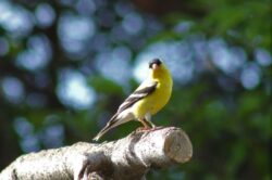 american-goldfinch-8