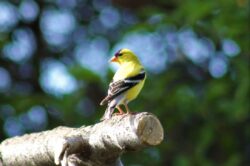 american-goldfinch-9