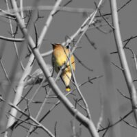 Waxwings