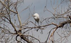 egret-heron-10-4