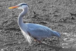 heron-1-2