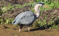 heron-44-2-2