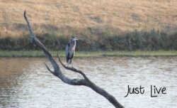 heron-egret-14-2